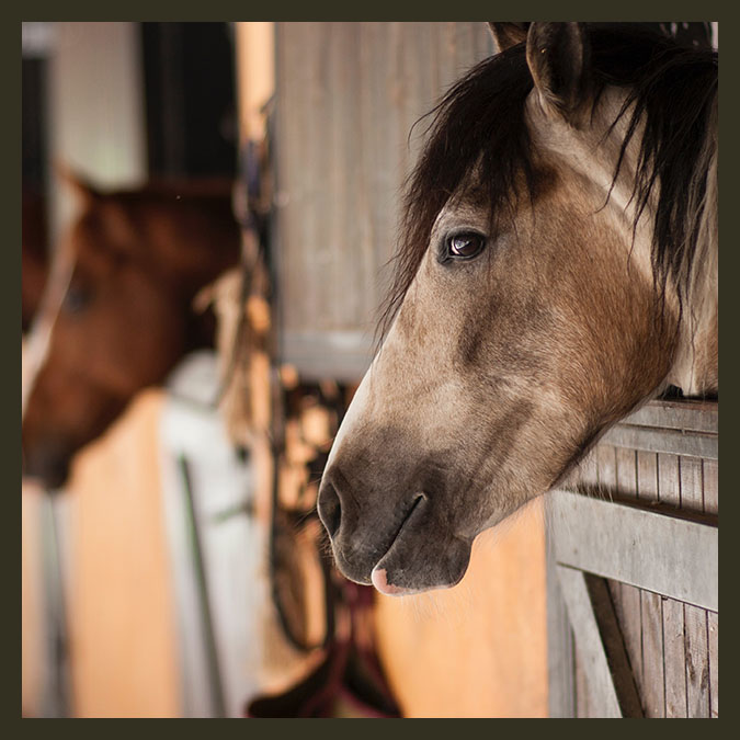 Horse breeder